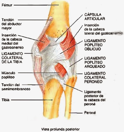 Articulaci n de la rodilla - - PDF Free Download